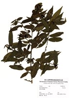 藏品(粗毛柃木)的圖片